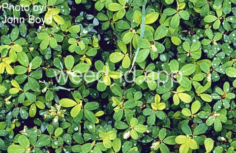 lespedeza, common